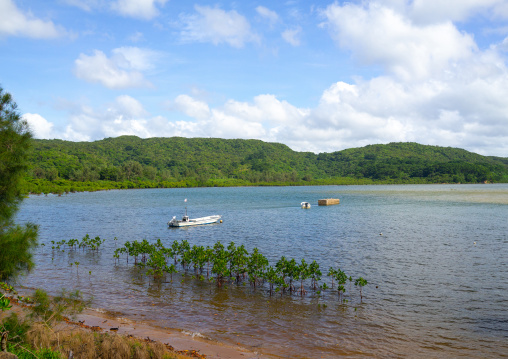 Mangrove tree in the bay, Yaeyama Islands, Iriomote, Japan