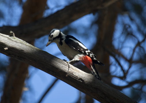 Woodpecker, Burabay Lake, Kazakhstan