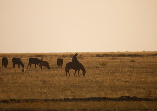 Herdsman Looking After His Cows On A Horse In The Steppe, Kazakhstan