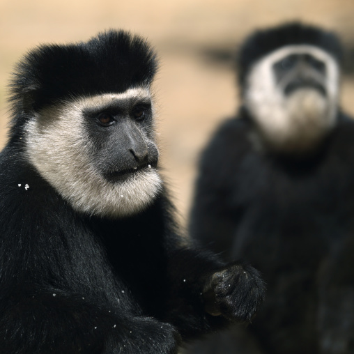 Black and White Colobus monkeys, Laikipia County, Thomson waterfalls, Kenya