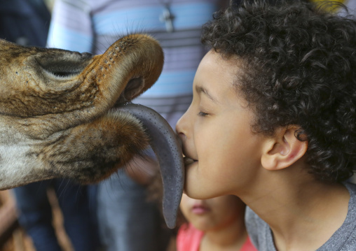 Giraffe (giraffa camelopardalis rothschildi) at giraffe center licking a children face, Nairobi county, Nairobi, Kenya