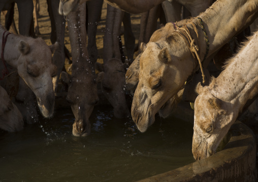 Camels of rendille tribe drinking water from a singing well, Marsabit district, Ngurunit, Kenya