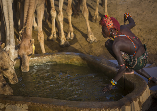 Rendille tribesman with his camels, Marsabit district, Ngurunit, Kenya