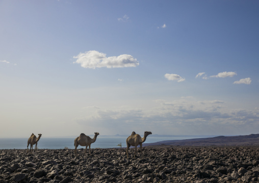 Camel herd on volcanic rocks, Turkana lake, Loiyangalani, Kenya