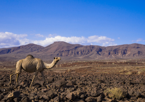 Camel on volcanic rocks, Turkana lake, Loiyangalani, Kenya