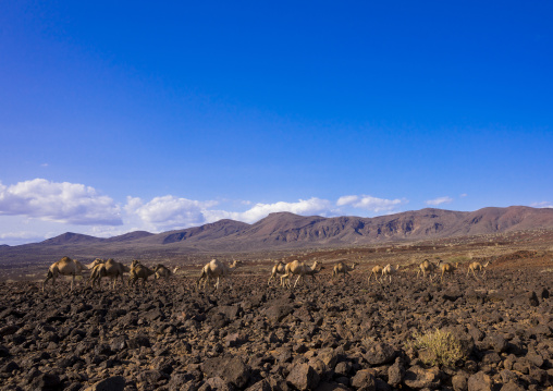 Camel herd on volcanic rocks, Turkana lake, Loiyangalani, Kenya