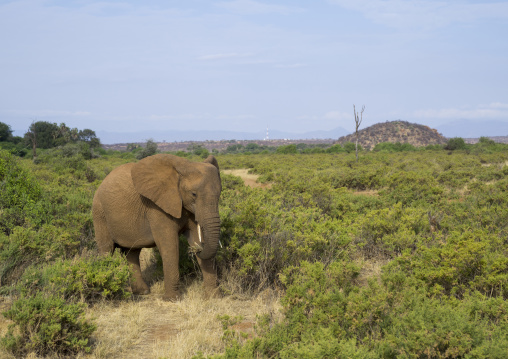 African elephant (loxodonta africana) eating grass, Samburu county, Samburu national reserve, Kenya