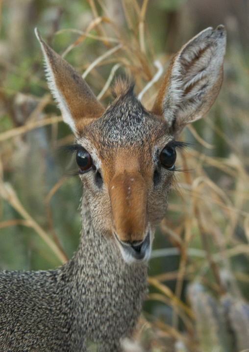 Kirk's dik-dik, Samburu county, Samburu national reserve, Kenya