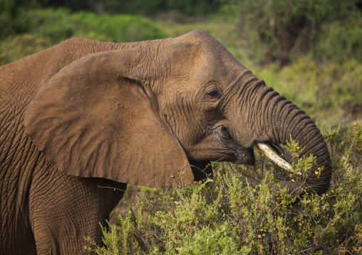 African elephant (loxodonta africana) eating grass, Samburu county, Samburu national reserve, Kenya