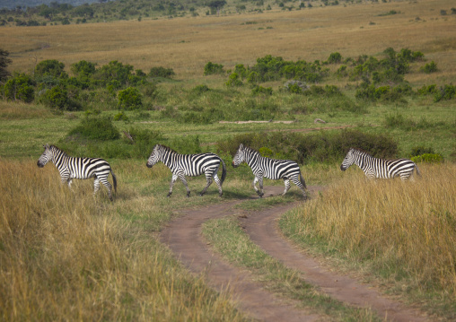 Burchells zebra (equus burchellii) herd migration, Rift valley province, Maasai mara, Kenya