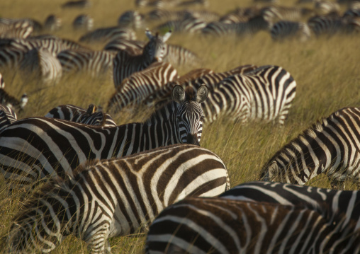 Burchells zebra (equus burchellii) herd, Rift valley province, Maasai mara, Kenya