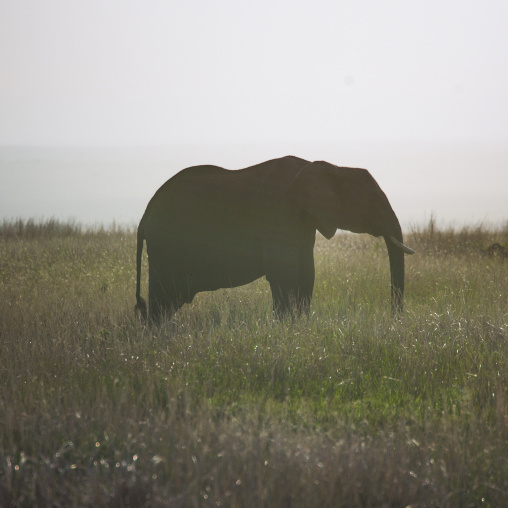 African elephant (loxodonta africana), Rift valley province, Maasai mara, Kenya