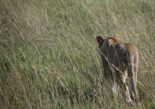 Young lion (panthera leo) hunting, Rift valley province, Maasai mara, Kenya