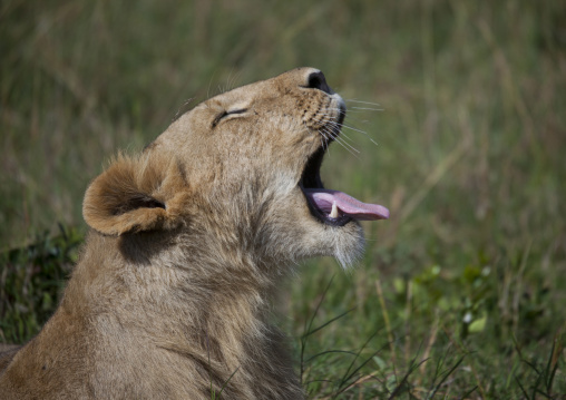 Lioness (panthera leo) cub roaring, Rift valley province, Maasai mara, Kenya