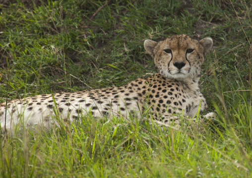 Cheetah (acinonyx jubatus) resting in the grass, Rift valley province, Maasai mara, Kenya