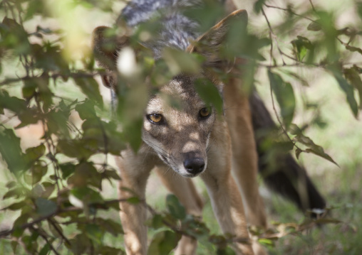 Young black-backed jackal (silver-backed jackal) hiding behind a tree, Rift valley province, Maasai mara, Kenya