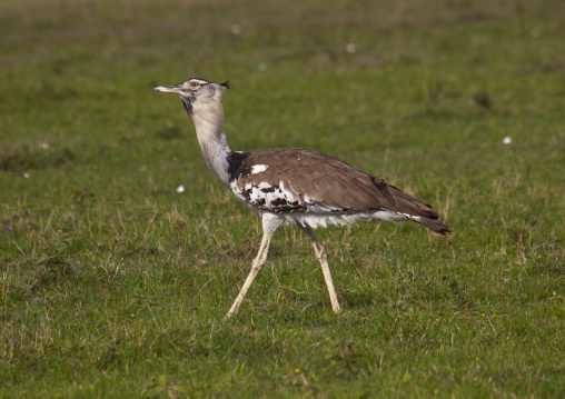 Kori bustard, Rift valley province, Maasai mara, Kenya