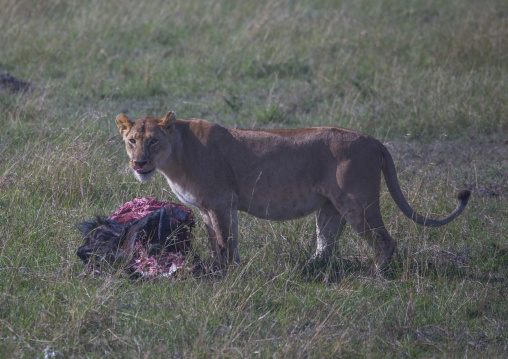 Lioness (panthera leo) eating a wildbeest, Rift valley province, Maasai mara, Kenya