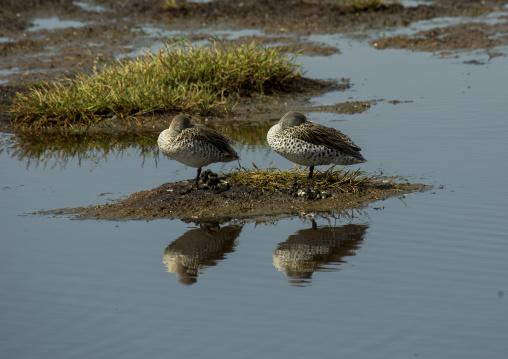 Two ducks sleeping on a little bank, Nakuru district of the rift valley province, Nakuru, Kenya