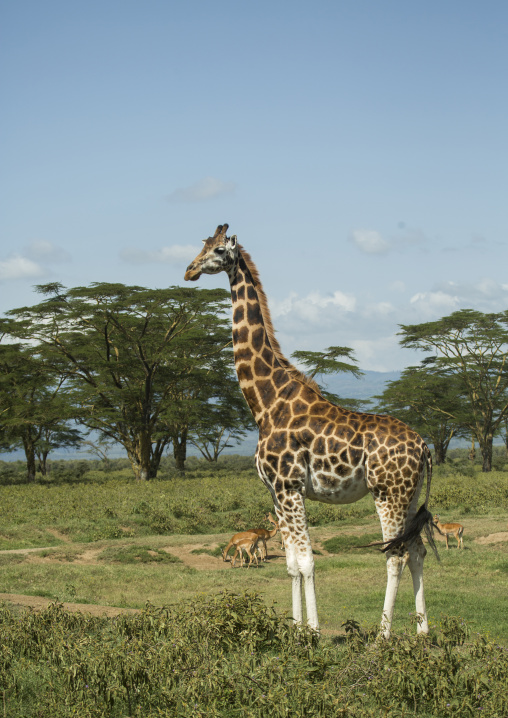 Rothchild's giraffe (giraffa camelopardalis), Nakuru district of the rift valley province, Nakuru, Kenya