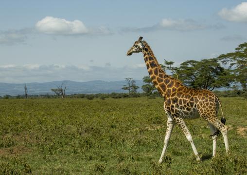 Rothchild's giraffe (giraffa camelopardalis), Nakuru district of the rift valley province, Nakuru, Kenya