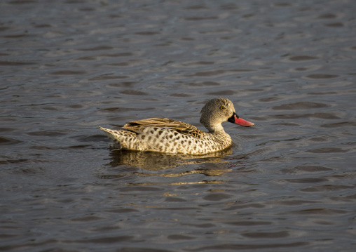 Duck swimming in a lake, Nakuru district of the rift valley province, Nakuru, Kenya