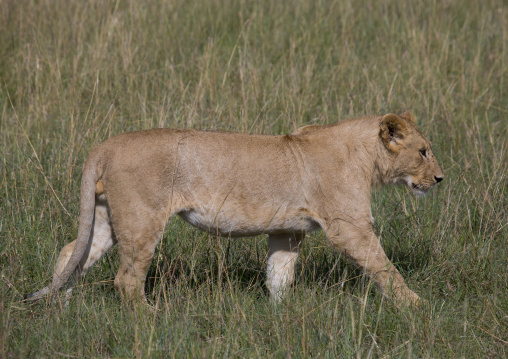 Young lion (panthera leo) hunting, Rift valley province, Maasai mara, Kenya