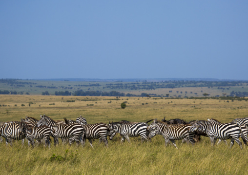 Burchells zebra (equus burchellii) herd, Rift valley province, Maasai mara, Kenya