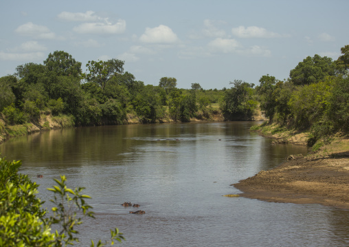 Hippopotamus amphibius in a river, Rift valley province, Maasai mara, Kenya