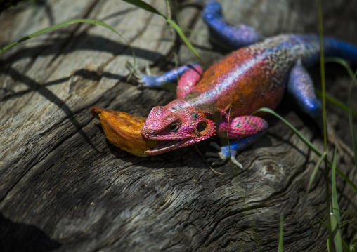 Agama (agama agama) eating bread, Rift valley province, Maasai mara, Kenya