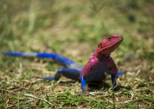 Agama (agama agama), Rift valley province, Maasai mara, Kenya