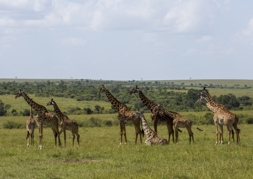 Group of giraffes (giraffa camelopardalis), Rift valley province, Maasai mara, Kenya