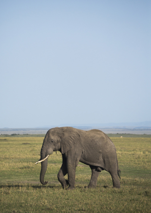 African elephant (loxodonta africana), Rift valley province, Maasai mara, Kenya