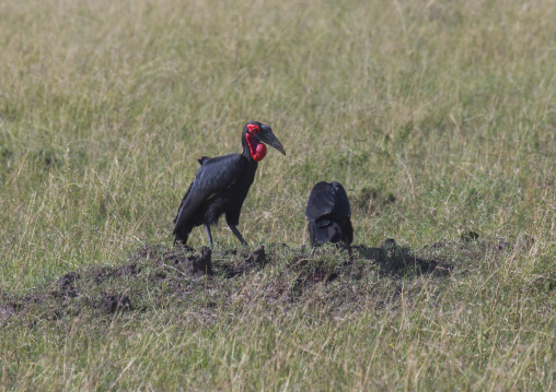 Southern ground hornbill (bucorvus leadbeateri), Rift valley province, Maasai mara, Kenya