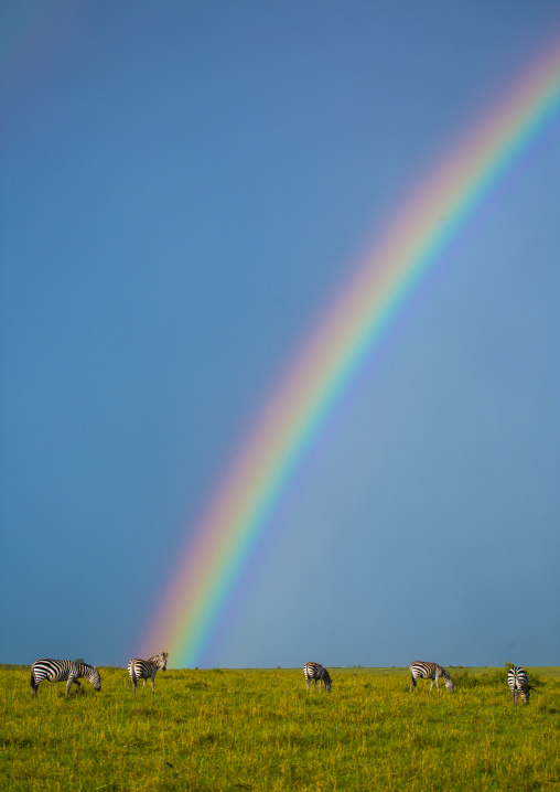 Burchells zebra (equus burchellii) in front of a rainbow, Rift valley province, Maasai mara, Kenya