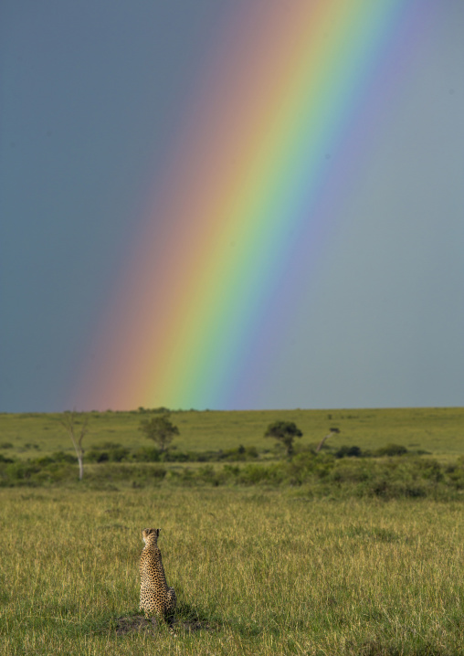 Cheetah (acinonyx jubatus) in front of a rainbow, Rift valley province, Maasai mara, Kenya