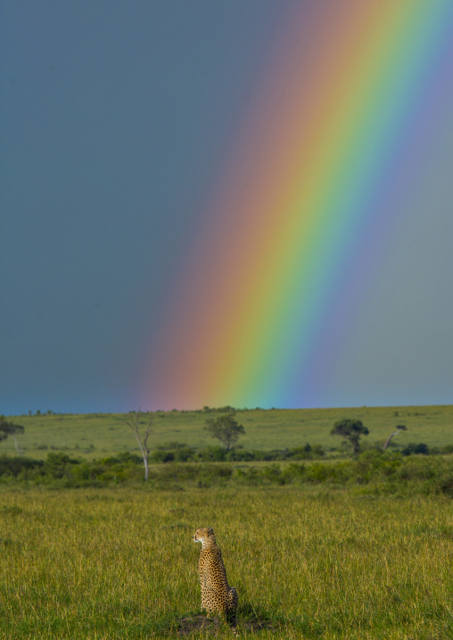 Cheetah (acinonyx jubatus) in front of a rainbow, Rift valley province, Maasai mara, Kenya