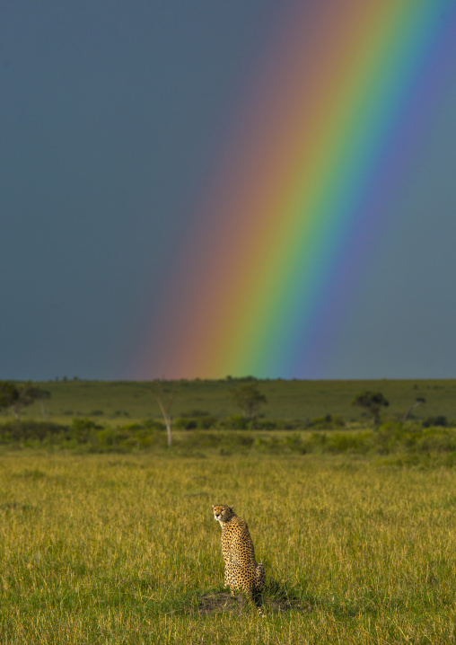 Cheetah (acinonyx jubatus) in front of a rainbow, Rift valley province, Maasai mara, Kenya