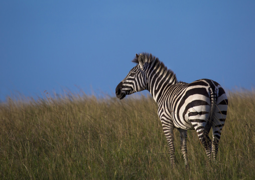 Burchells zebra (equus burchellii), Rift valley province, Maasai mara, Kenya