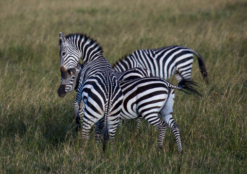 Burchells zebra (equus burchellii) stallions fighting, Rift valley province, Maasai mara, Kenya