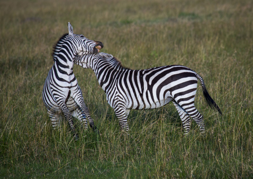 Burchells zebra (equus burchellii) stallions fighting, Rift valley province, Maasai mara, Kenya