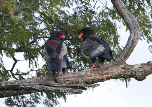 Bateleurs eagles (terathopius ecaudatus) in tree, Rift valley province, Maasai mara, Kenya