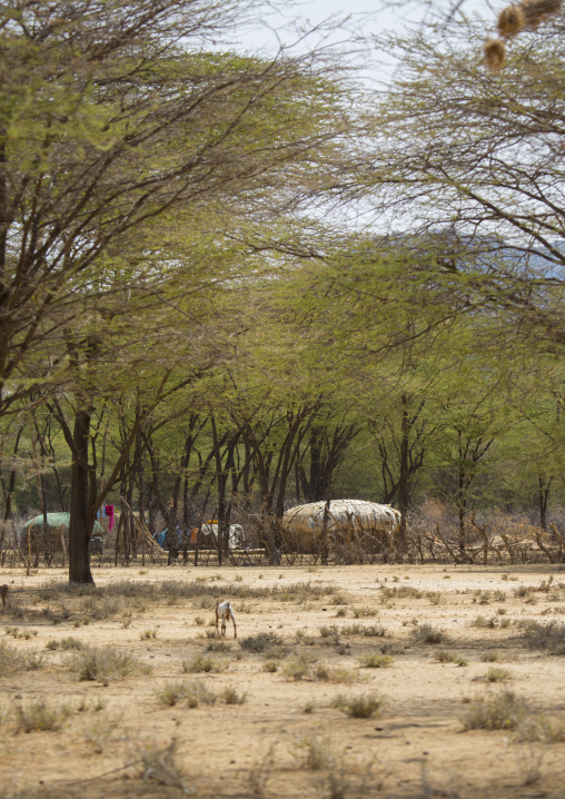 Rendille traditional hut, Marsabit district, Ngurunit, Kenya