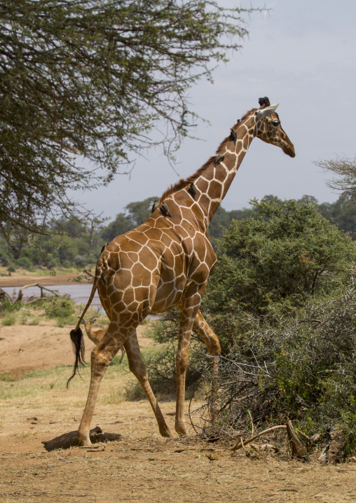 Reticulated giraffe, Samburu county, Samburu national reserve, Kenya