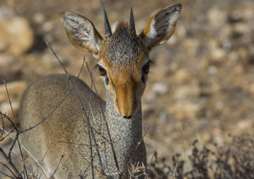 Kirk's dik-dik, Samburu county, Samburu national reserve, Kenya