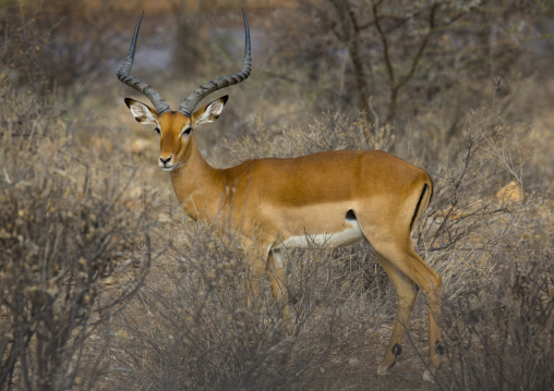 Male impala (aepyceros melampus), Samburu county, Samburu national reserve, Kenya