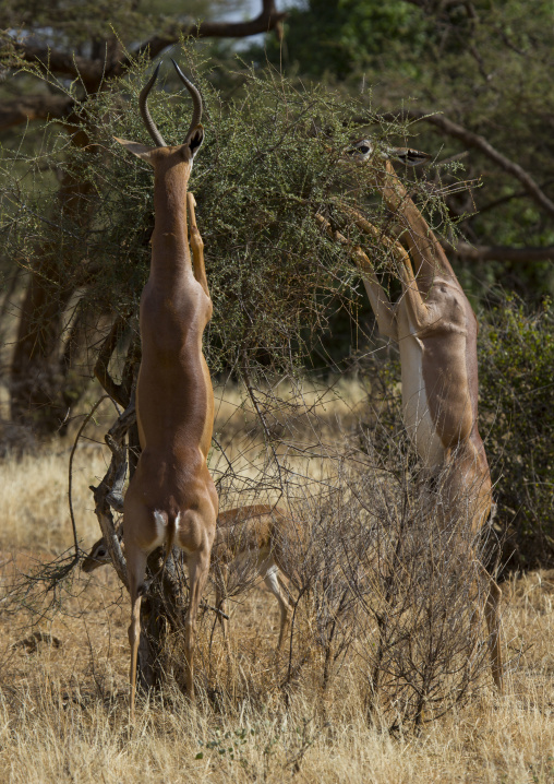 Gerenuk (litocranius walleri) browsing, Samburu county, Samburu national reserve, Kenya