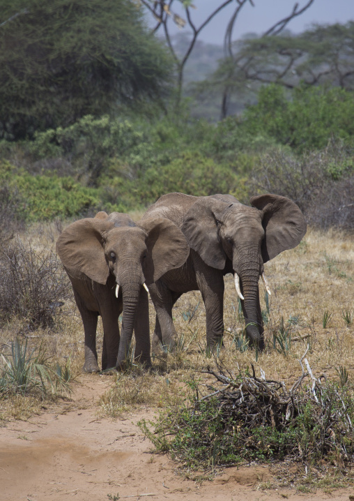 African elephant (loxodonta africana), Samburu county, Samburu national reserve, Kenya