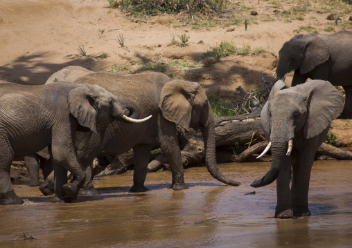 African elephants (loxodonta africana), Samburu county, Samburu national reserve, Kenya