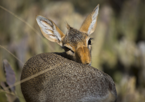 Kirk's dik-dik, Samburu county, Samburu national reserve, Kenya